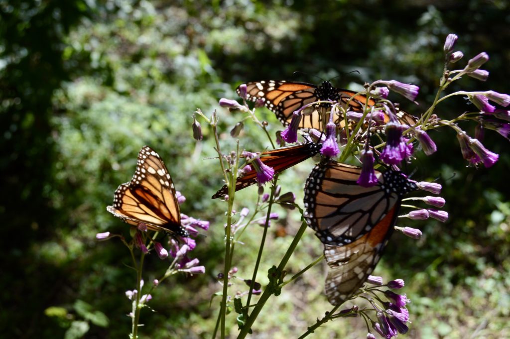 monarch migration sanctuary mexico 
