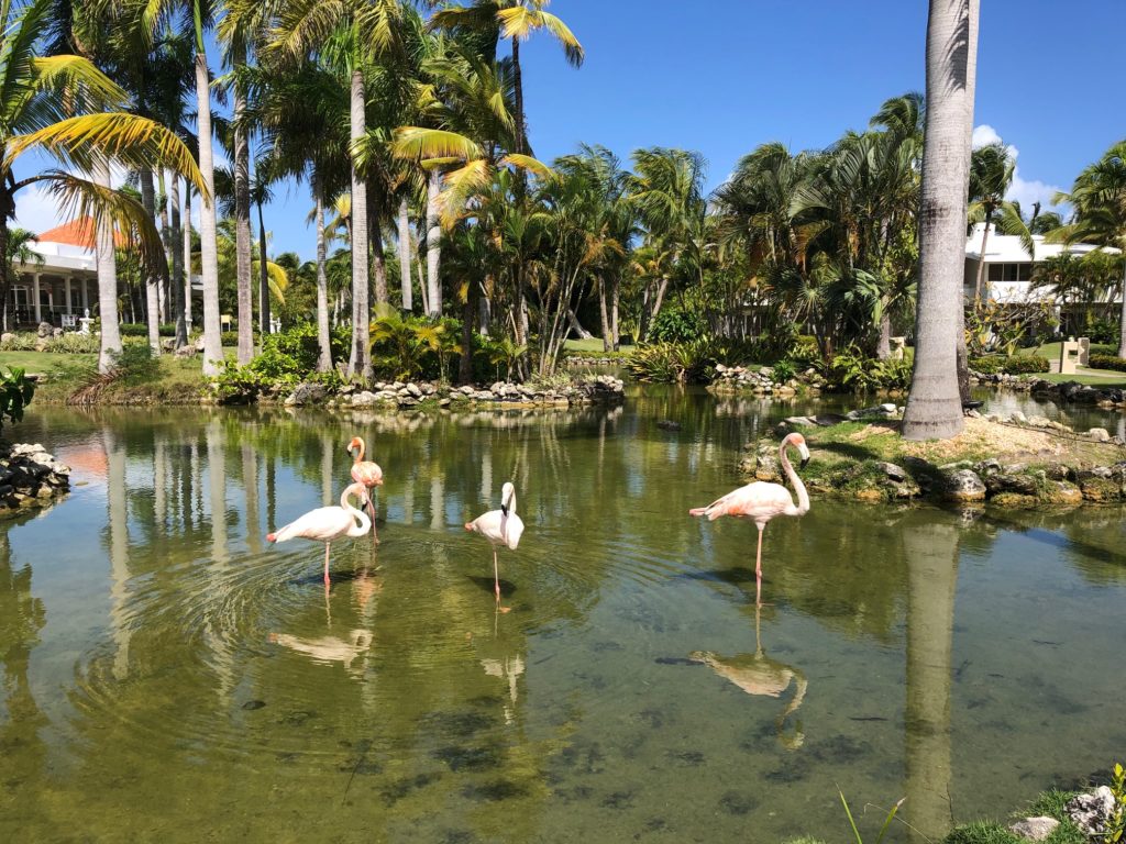 Flamingo Oasis, Melia Punta Cana Beach Resort 